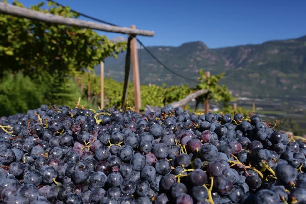 Frisch gelesene dunkle Trauben im Weinberg des Greiterhofs