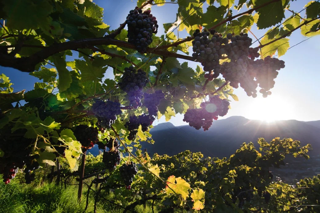 Natura intorno al Greiterhof