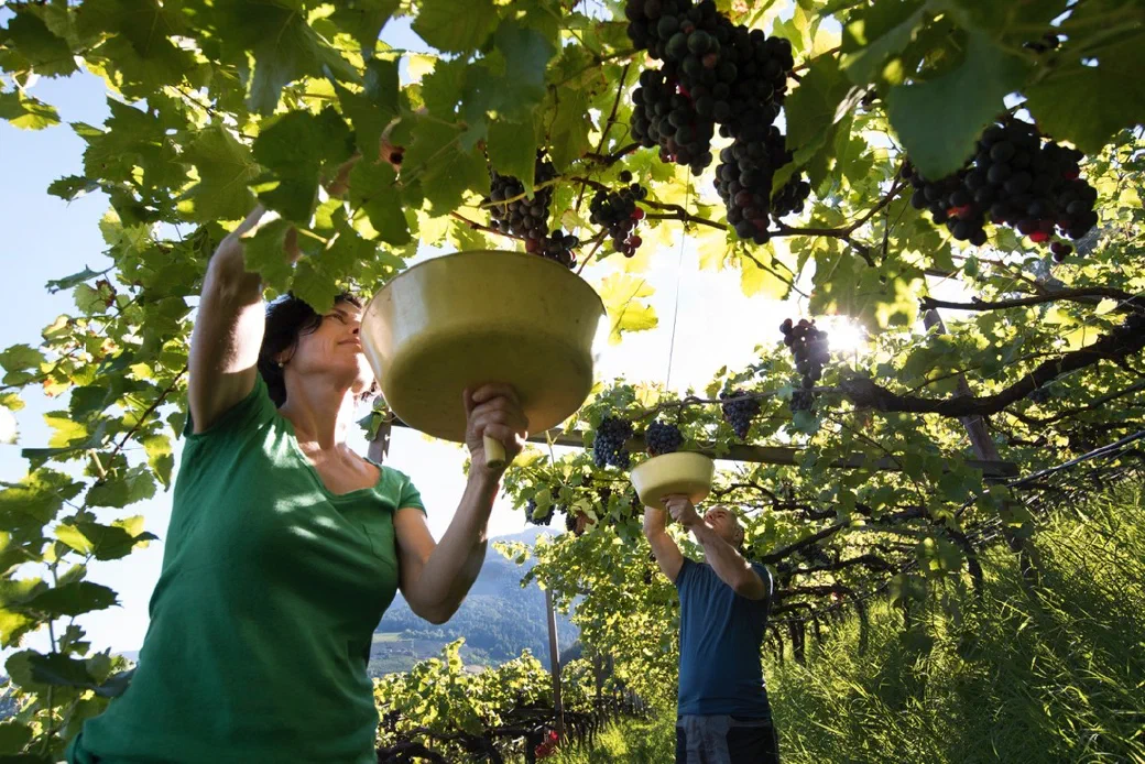 Greiterhof tra vigneti e frutteti