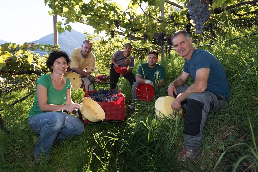Frutticoltura e viticoltura a Lana