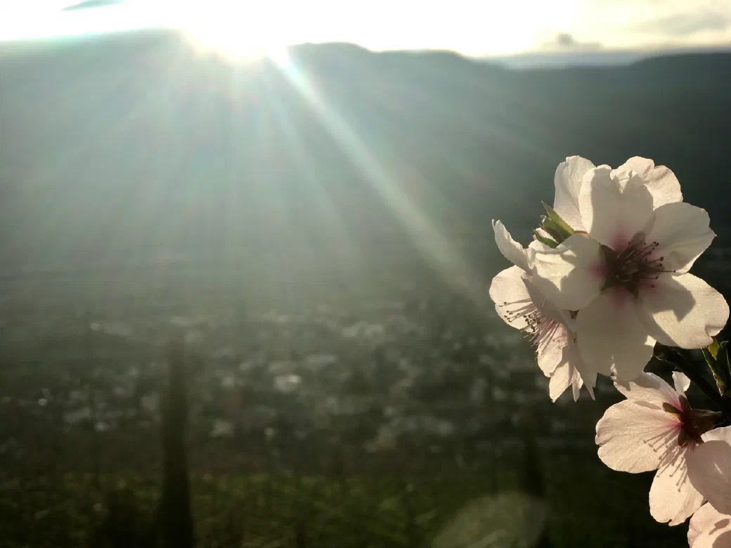 Apfelblüten im Abendlicht mit Blick über Lana und das Etschtal
