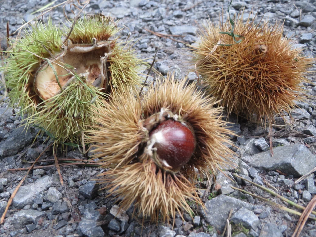 Reife Keschtn in geöffneten Kastanienigeln auf dem Waldboden